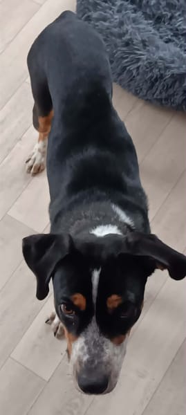 À L’ADOPTION, TINNIE adorable femelle BERGER CREOLE tricolore