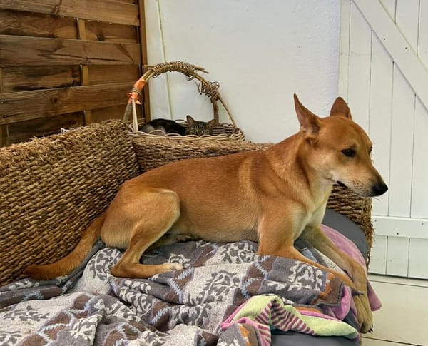 À L’ADOPTION, FOXY Mâle BERGER DES CANNES de couleur fauve, un caractère en or !