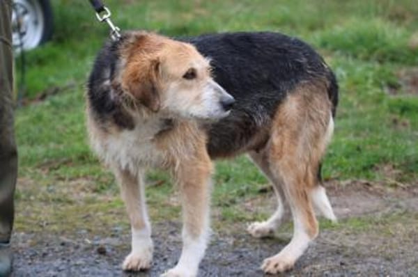 Bacey - ruhig u. sehr anhänglich