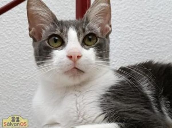 Julius  Charmantes Katercherchen