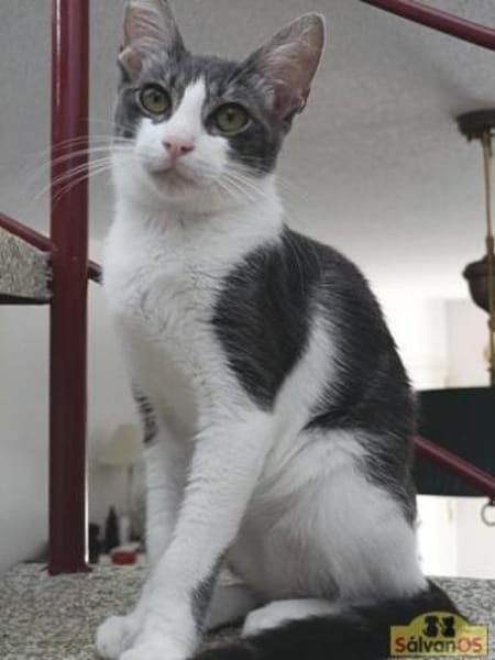 Julius  Charmantes Katercherchen