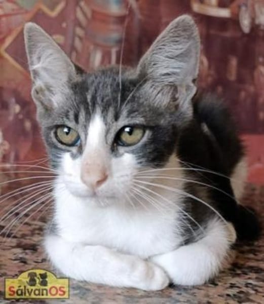 Julius  Charmantes Katercherchen