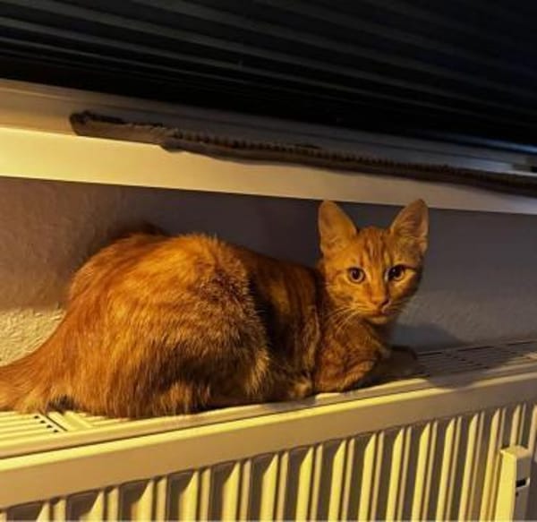 Nacho - in 17309 Pasewalk