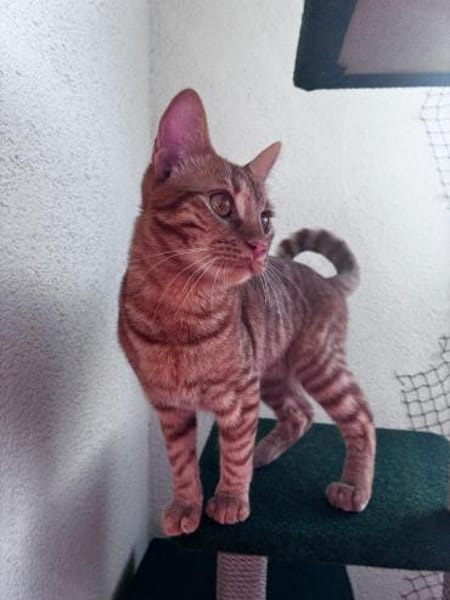 Nacho - in 17309 Pasewalk