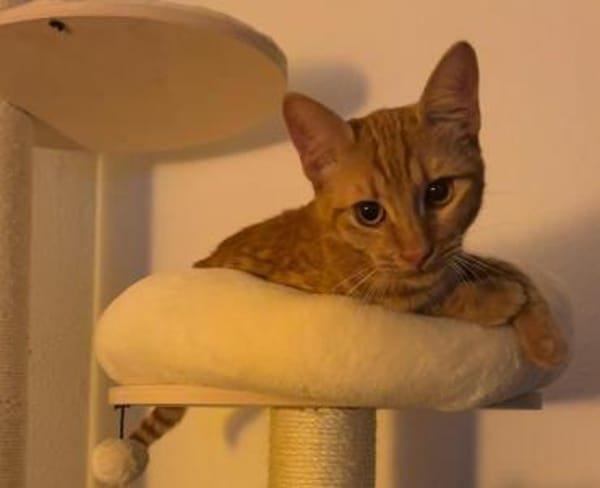 Nacho - in 17309 Pasewalk