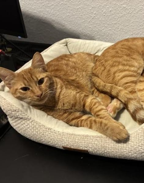 Nacho - in 17309 Pasewalk