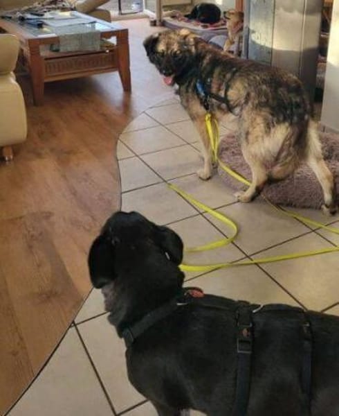 ANA ist eine Traumhündin 😍