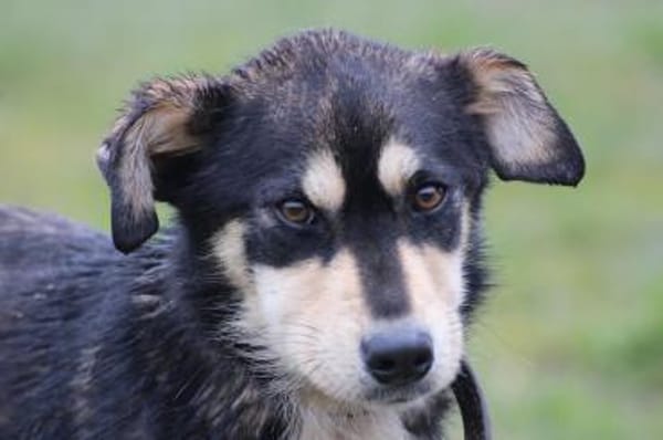 Marlin - kinderlieber Jungrüde