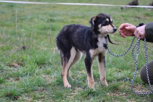 Marlin - kinderlieber Jungrüde