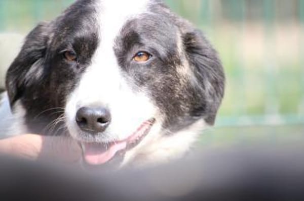 Pintia - zutraulich u. kinderlieb