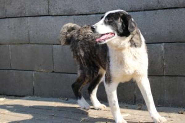 Pintia - zutraulich u. kinderlieb