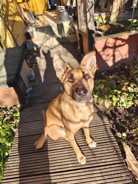 Emmy - aktive leinenführige Hündin