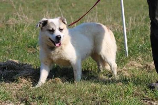 Pinti - goldiger Jungrüde