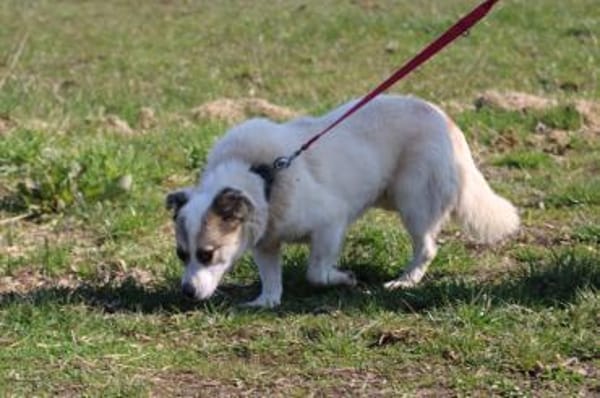 Pinti - goldiger Jungrüde