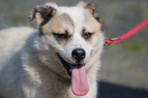 Pinti - goldiger Jungrüde