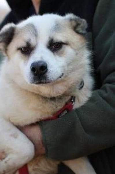 Pinti - goldiger Jungrüde