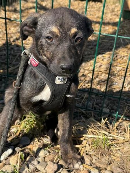 Paul wartet in 79853 auf seine Menschen!