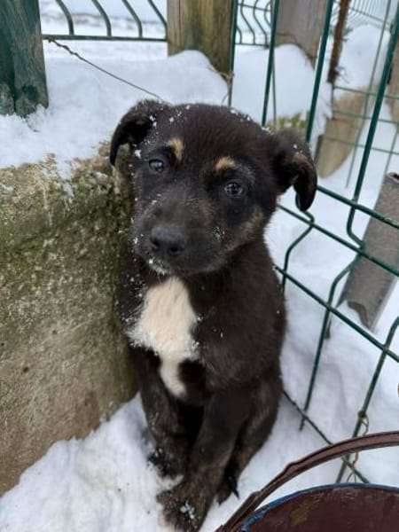 Paul wartet in 79853 auf seine Menschen!