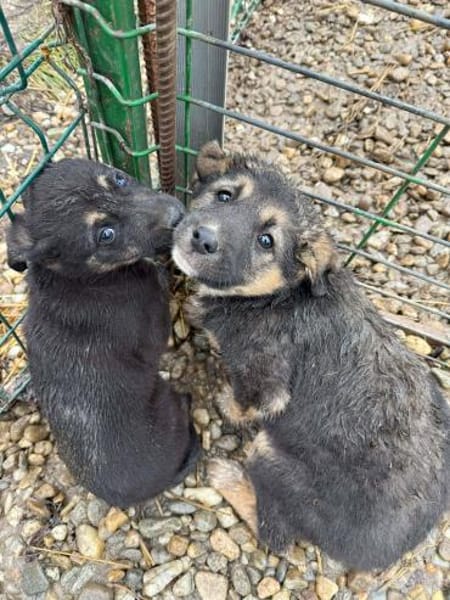 Paul wartet in 79853 auf seine Menschen!
