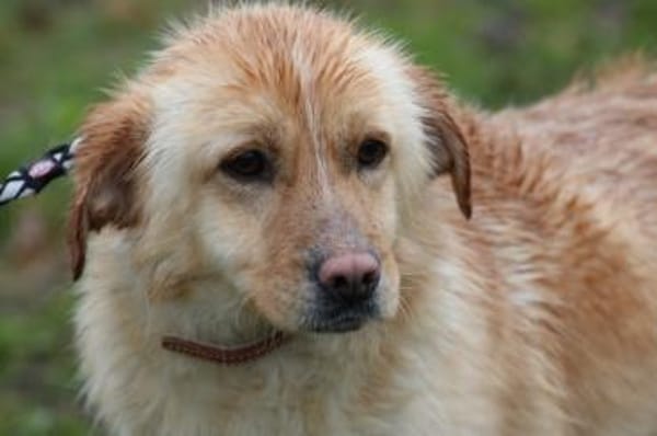 Fritzi - gutgelaunt u. sehr zutraulich