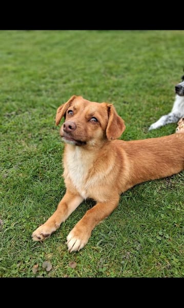 Dackelmischling (w) 8 Monate sucht