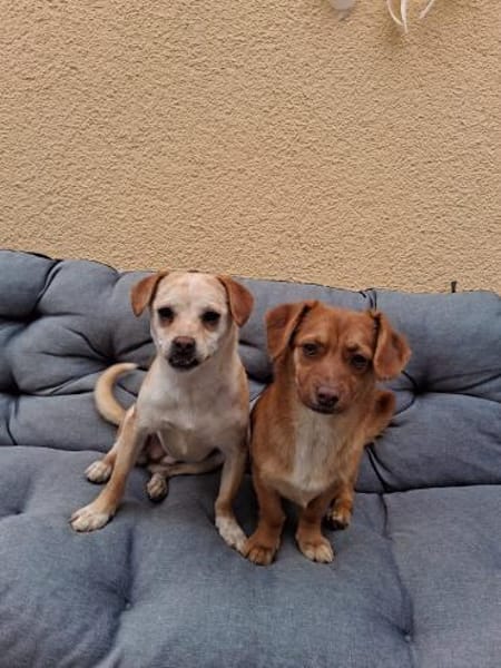 Dackelmischling (w) 8 Monate sucht