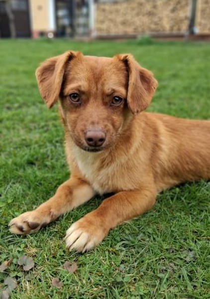 Dackelmischling (w) 8 Monate sucht