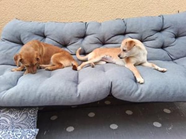 Dackelmischling (w) 8 Monate sucht