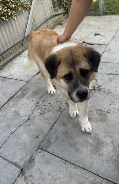 🐾 Simon sucht sein Zuhause 🐾