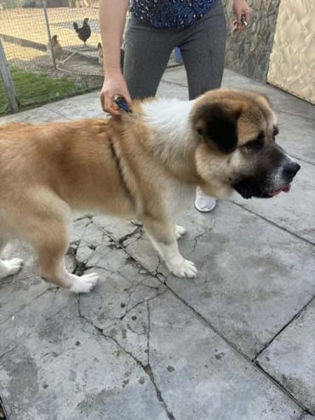 🐾 Simon sucht sein Zuhause 🐾