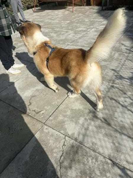 🐾 Simon sucht sein Zuhause 🐾