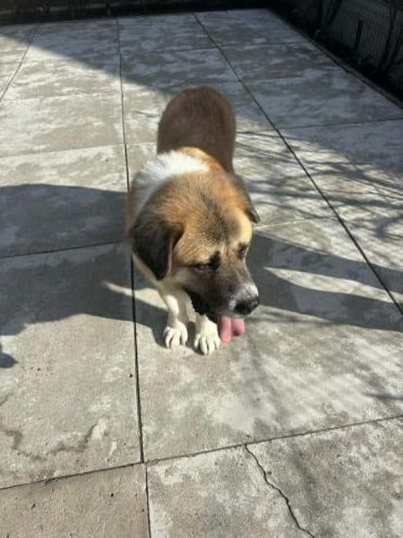 🐾 Simon sucht sein Zuhause 🐾