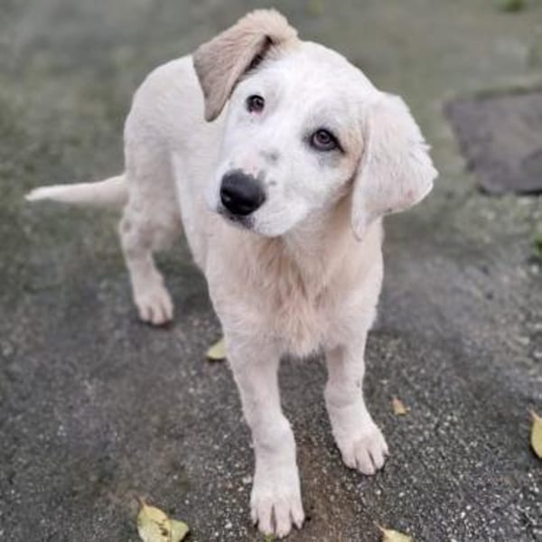 Thira, unser Sonnenschein