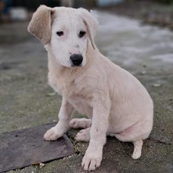 Thira, unser Sonnenschein