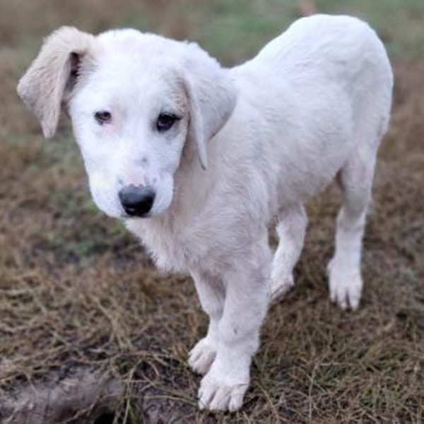 Thira, unser Sonnenschein