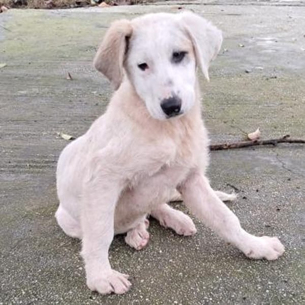 Thira, unser Sonnenschein