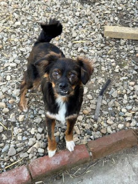 ARIA - kleine Hündin, großes Herz