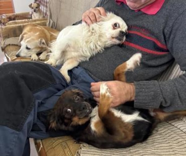 ARIA - kleine Hündin, großes Herz