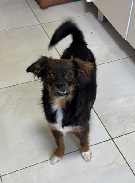 ARIA - kleine Hündin, großes Herz