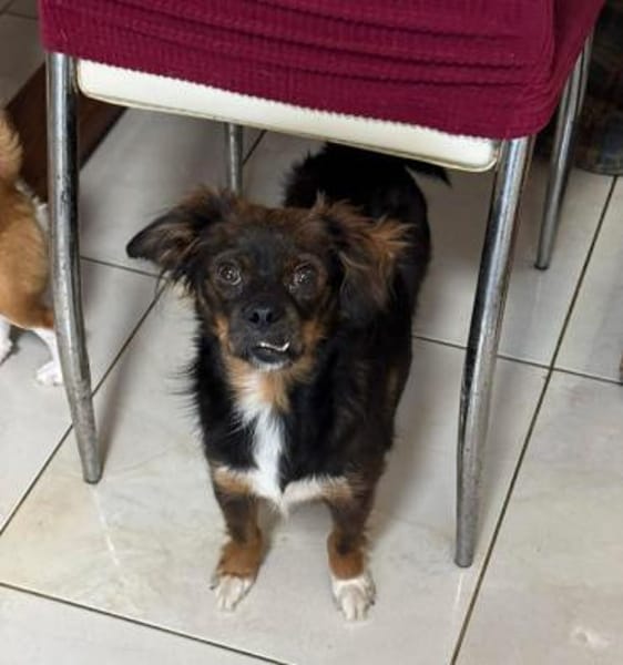 ARIA - kleine Hündin, großes Herz