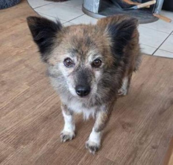 JULE liebt Streicheleinheiten