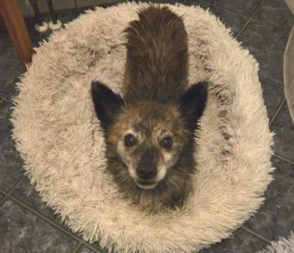 JULE liebt Streicheleinheiten