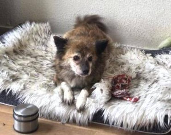 JULE liebt Streicheleinheiten