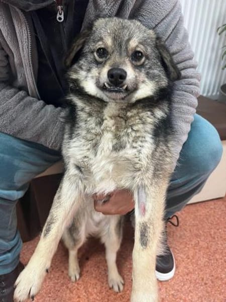 Hale wartet in 55432 Damscheid auf Dich!