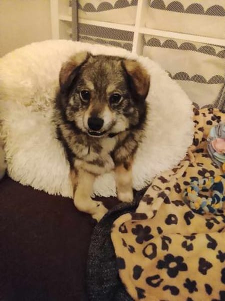 Hale wartet in 55432 Damscheid auf Dich!