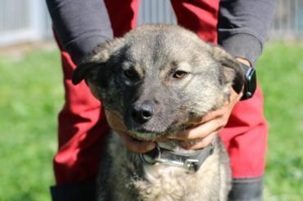 Kesha - kinderliebe Anfängerhündin