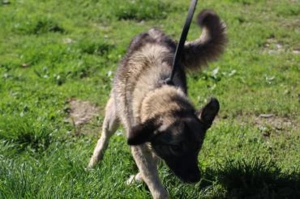 Kesha - kinderliebe Anfängerhündin