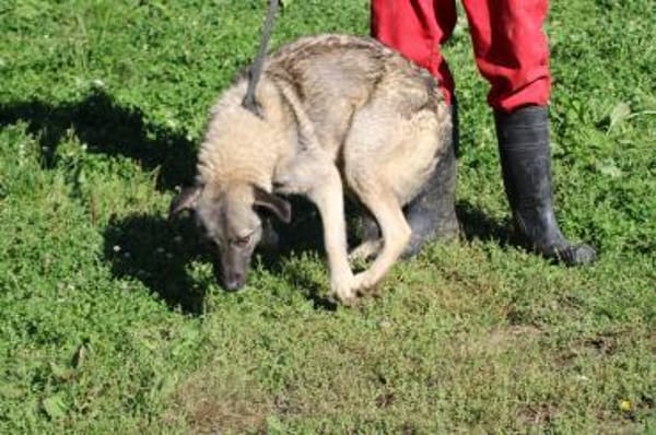 Kesha - kinderliebe Anfängerhündin