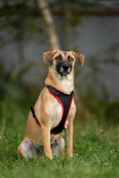 Verschmuste Lika sucht ihr Zuhause