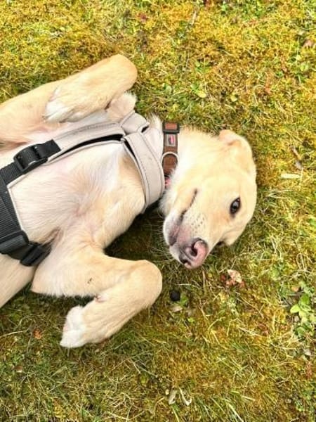 BARNEY  sucht sein Für-immer-Zuhause